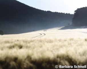 Gorgeous wheat fields in Balve