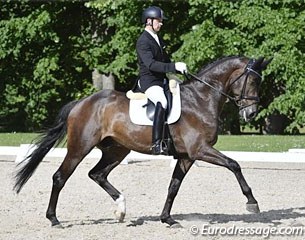 Kenneth Damgaard on Stenagers Wyatt Earp at the final YH selection trial in Broholm :: Photo © Ridehesten
