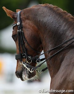 Henriette Andersen's Warlock's Charm in a Fairfax Performance Bridle