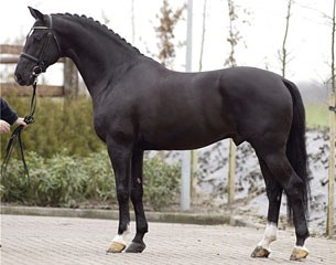 Negro, Van Olst's preferent sire and the 2016 KWPN Stallion of the Year
