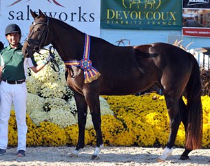 Danae MF, Grand Champion of the 2017 Devon Breed Show :: Photo © Hoof Print Images