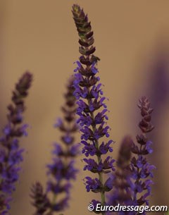 Beautiful purple flower decorations everywhere at the show grounds and in Gothenburg city