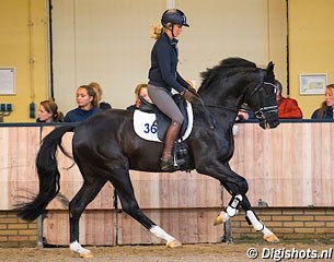 For Ferrero (by For Romance x Don Crusador), winner of the 2017 KWPN Autumn Stallion Performance Test :: Photo © Digishots