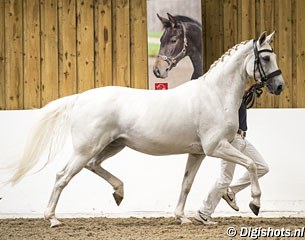 Broodmare and FEI level sport horse Keystone Diaz (by Dimaggio)