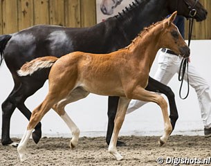 MSJ Found Schufro, a filly by Foundation out of Royal Schufro