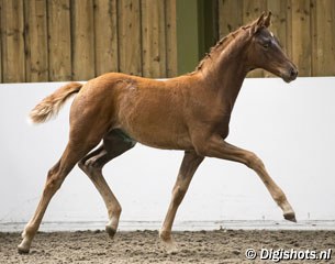 MSJ Front Page, a filly by For Romance out of MSJ Front Row, the first daughter of FBW Dejavu bred by Mount St. John