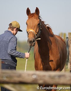 Johannes Rantner doing some initial ground work with Javelin while Fortuny gets trailer loading practice first