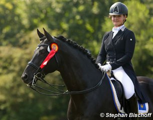 Trakehner licensed stallion Windsor