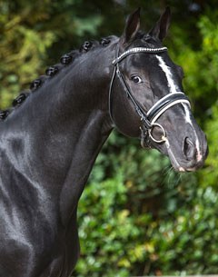 Gaudi (by Totilas x De Niro x Romancier) :: Photo © LL-foto