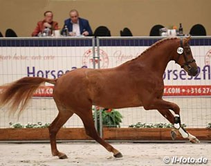 Jalabert ASD at the 2017 KWPN Stallion Licensing :: Photo © LL-foto