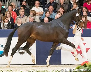 Jazzuan (by Sezuan x Jazz) :: Photo © Dirk Caremans
