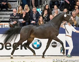 Just Wimphof at the 2017 KWPN Stallion Licensing :: Photo © Dirk Caremans