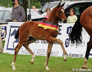 The 2017 German Filly Champion Be My Beauty Queen (by Bonds x San Amour) :: Photo © LL-foto