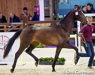 Ons Noud at the second phase of the 2017 BWP Stallion Licensing :: Photo © Dirk Caremans