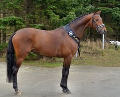 Preussenstern, champion of the 2017 Danish Trakehner Stallion Licensing