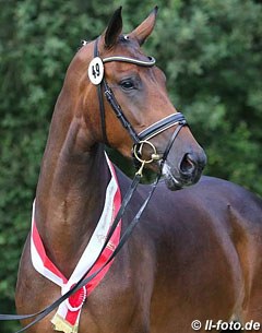 Ratina B, champion of the 2017 Westfalian Elite Mare Show :: Photo © LL-foto