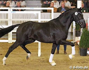 Vitalis x Dancier