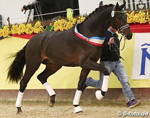 The 2017 Mecklenburg Stallion Licensing champion by Furstenball x Sandro Hit :: Photo © LL-foto