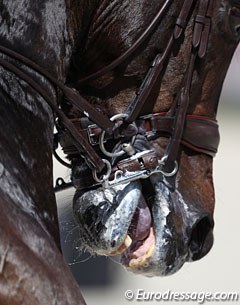 Bridle contact far from the goal of dressage: lightness (and harmony)