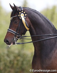 Capo Knight