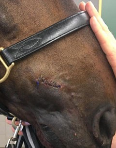Delauney's stitches after injuring himself in the box at the 2017 Swedish Championships