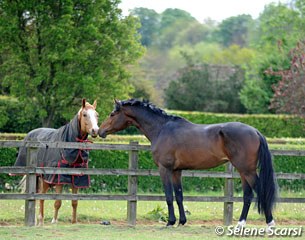 For the love of horses