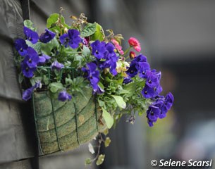 Flowers at Al Shira'aa UK