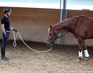 Warwick McLean doing ground work with Javelin. Warwick is able to stand further away from Javelin, while she stands relaxed with the neck dropped :: Photo © Astrid Appels