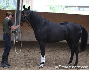 Fortuny stood like a statue, distracted, before getting her head around to focusing on the ground work