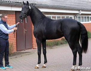 Farrell x Diamond Hit colt selected for the 2017 Oldenburg stallion licensing :: Photo © LL-foto