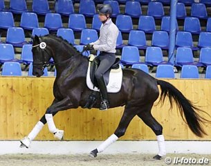Larkshill Magnifique (by Ampere x Samarant), owned by Belgian Olivier Debilde, bred by British Heather Stack :: Photo © LL-foto