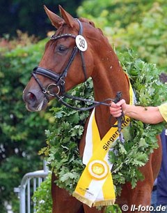 Daria (by Don Nobless x Rubin Royal), Champion of the 2017 Hanoverian Elite Mare Show :: Photo © LL-foto