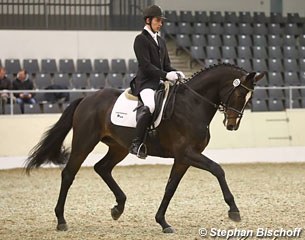 Herbsttänzer at the 2017 German Stallion Sport Test in Verden :: Photo © Stephan Bischoff