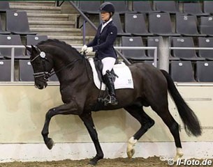 Secret at the 2017 Hanoverian Stallion Approval in Verden in December :: Photo © LL-foto