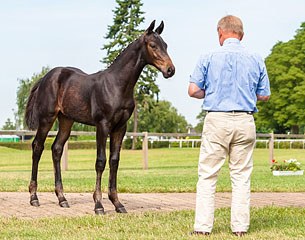 Evaluating horses is not exactly a science. Criteria on how a good riding horse should be constructed were developed through the experience of many generations of horse experts. 