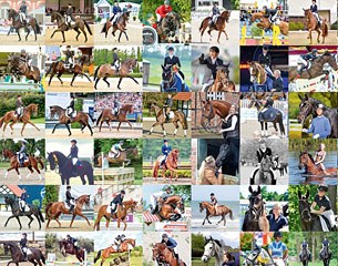 The Verden Auction system offers over 60 years a huge range for different demands