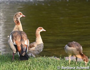 Ducks at the pond of Biebrich castle