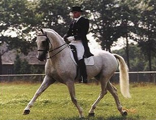Mark Biemans on KWPN breeding stallion Uniform