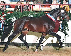 Akinos  (by Alcatraz x Calypso I x Landgraf I x Ganeff)
