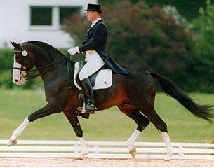 Elite Trakehner stallion Charly Chaplin