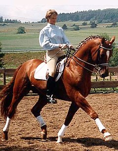 Trakehner stallion Maizauber