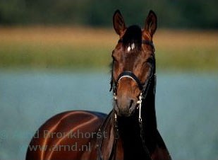 Partout :: Photo © Arnd Bronkhorst