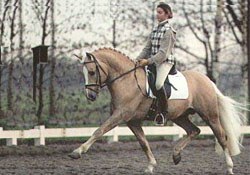 Delphine Meiresonne aboard her new FEI star pony, Top Yellow. The Meiresonne family purchased him from Johann Hinnemann. Under Bettina Hinnemann and Eva Nolden (now Dr. Ulf Moller's wife), Top Yellow was a double Bundeschampion