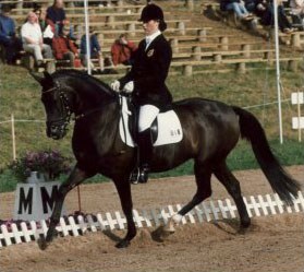 Hannelore Volders on Arastou S. This German bred pony by Diplomat was the 1995 and 1996 Bundeschampion under Andrea Tietze