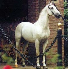 Pion (by Abgar xx)