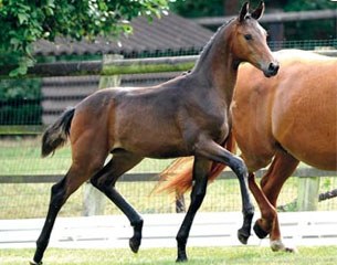 Filly Fleur Rebelle (by Furst Romancier x Royal Diamond)