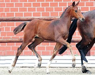 Filly Furstin Donna (by Furst Romancier x Don Frederico)