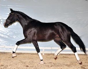 Two-year old broodmare Sadira (by Sir Donnerhall I x Don Schufro), in foal to Zonik