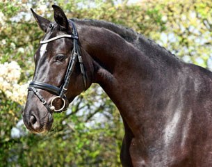 Danubio (by Decurio x Avantgarde)
