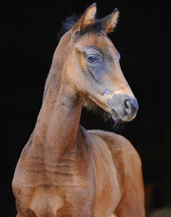 Demirel x Ferragamo foal